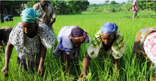Développement Souverain : L’artisanat et l’agriculture locale, vrais piliers de la souveraineté du Sénégal